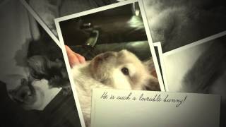 My favorite thing to do with my rabbit Details