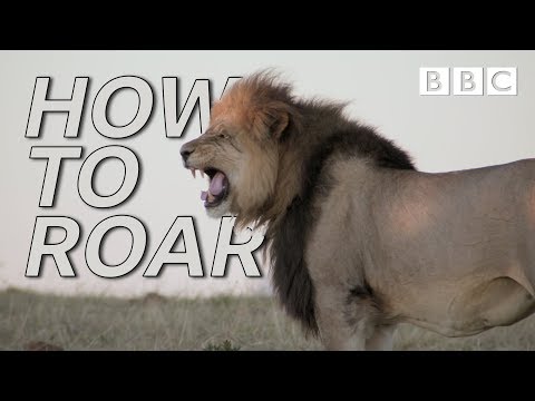 Video: Hvilket dyr lager en høy brølende lyd?