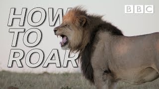How Do Lions Generate Such A Powerful Roar? Big Animal Surgery - Bbc