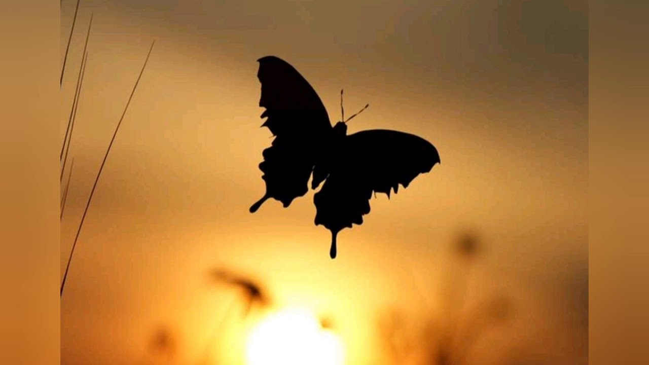 Расскажи мотылек как. Мотылек текст. Олег газманов мотылек. Клип компот вова белый мотылёк. Фрактальная бабочка.