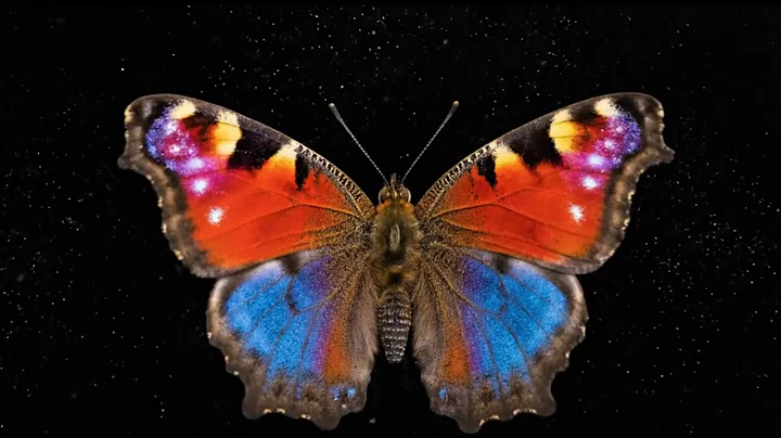 3D Hologram Butterfly Video DIY Smartphone or Any Hologram Projector Pepper’s Ghost Display Part 1