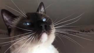 Playing with my kitty, Moi Pettie Paws