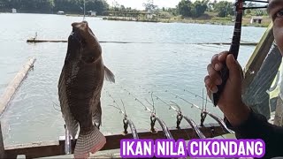 Lapak ustad cikondang#mancingsagulingterbaru#mancingcirataterbaru