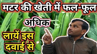 मटर की खेती|मटर में अधिक फल और फूल लायें|Pea Crop Me Flowering and Friuting Badhye |Pea Crop ||