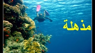 رحلتنا الى محمية راس محمد .....تجربة مثيرة