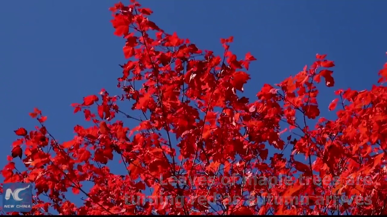 Aerial view: stunning scenery of maple leaves in NE China