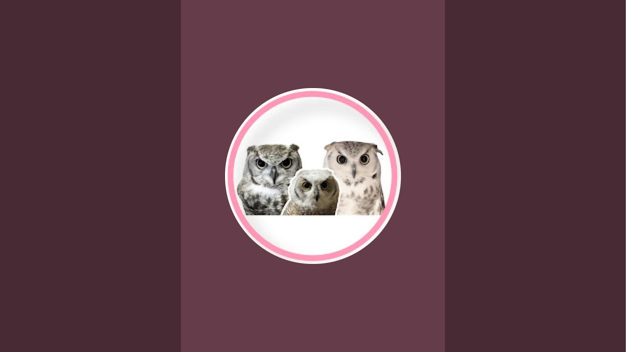 フクロウの見守り朝配信7/28