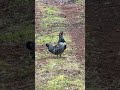 Spruce grouse strut #explore #nature #naturelovers #birds#funnyshorts #funnyanimals #wildlife