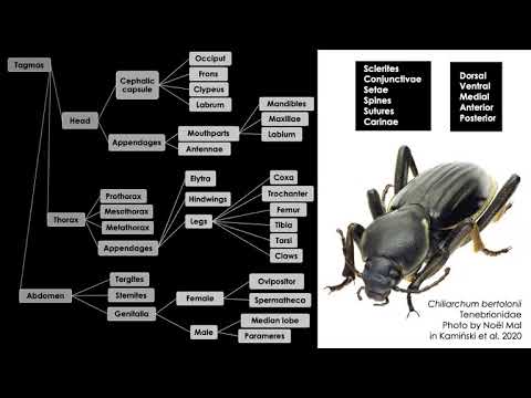 Unlocking the power of morphological data with the Coleoptera Anatomy Ontology