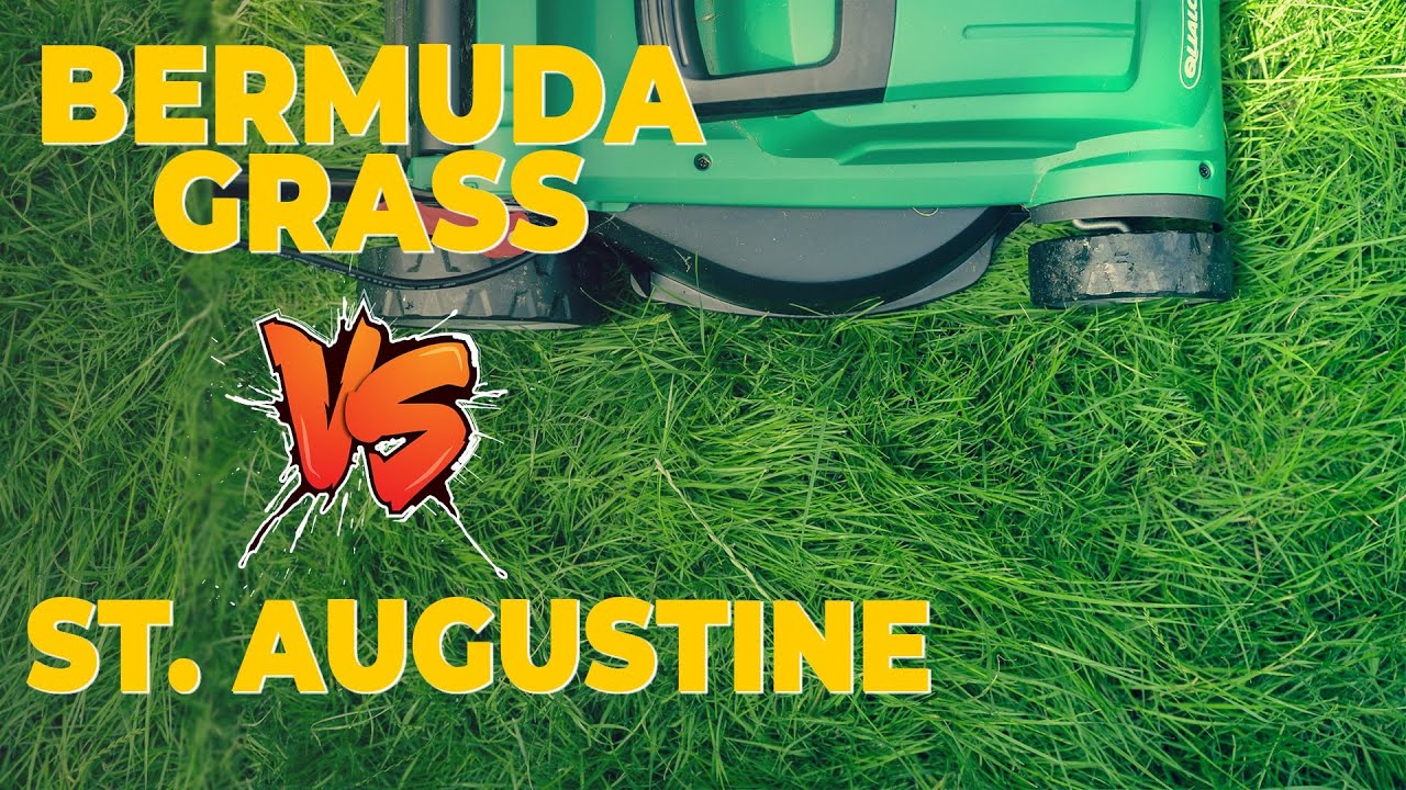 Bermuda Grass vs St Augustine: What Are The Differences? (A Detailed Comparison)
