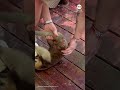Amiable anteater clings to cruise passenger's leg