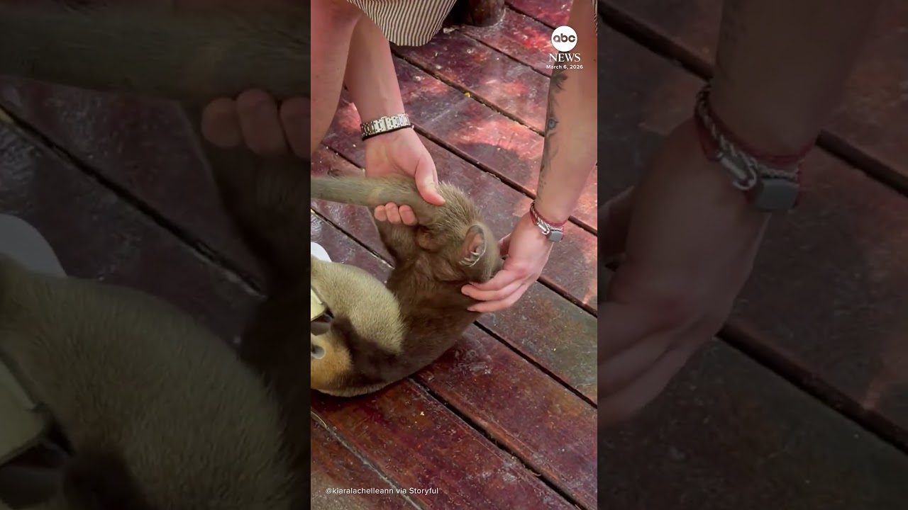 Amiable anteater clings to cruise passenger's leg