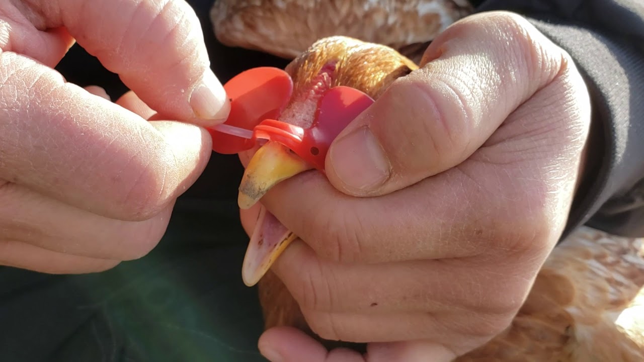 How To Put Pheasant Blinders On A Hen Without Bleeding