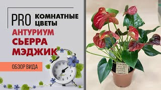 Как ухаживать за антуриумами | Антуриум Сьерра Мэджик - мужское счастье или просто счастье цветовода