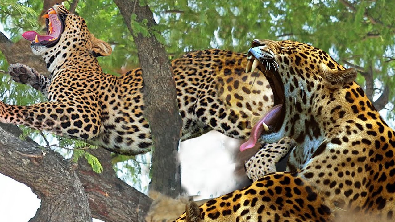 Leopard Vs Cheetah Fight