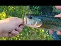 A LARGEMOUTH BASS and several HUGE Bluegill caught on 2.5 inch Gulp Minnows