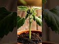 timelapse video 202605180750
