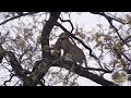 Louis The Leopard Hunt And Catch And Drag Small Antelope (Still Alive) Up A Tree