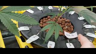 weekly update for clones, PCP, ST, DKB@CTClones@CTBigSwiss @RIGuy@SilentChef on Instagram