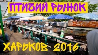 Птичий рынок в Харькове! Аквариумные рыбки. [#Птичий рынок](Птичий рынок в Харькове! Аквариумные рыбки. Птичий рынок в Харькове хоть и не большой для такого то большого..., 2016-06-25T09:51:27.000Z)