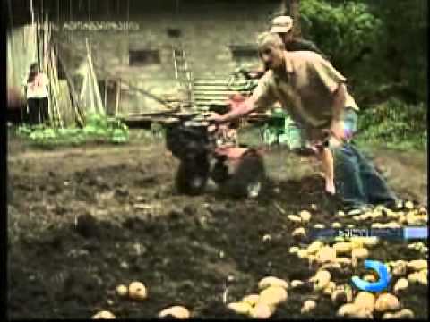 ხულოს მუნიციპალიტეტში კარტოფილის მოსავლის აღება დაიწყო