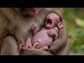 Watch Baby Monkeys Live – Daily Dose of Cute &amp; Fun