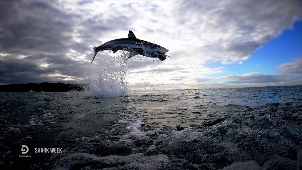 discovery+ - Subscribe to discovery+ on YouTube:
https://bit.ly/SubscribeDiscoveryPlus​

Facebook: 
https://www.facebook.com/discoveryplus/​

Instagram:
https://www.instagra
