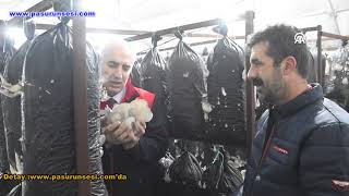 Malatya’da yıllık 95 ton mantar üretiliyor, talep katlanıyor