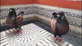showking is the beuatiful | pigeon | foudy pigeon