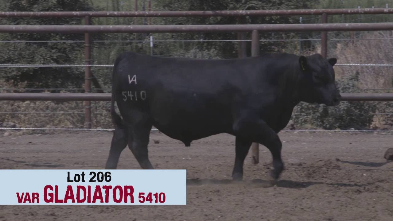 Lot 206 - VAR Gladiator 5410 -- Vintage Angus Ranch
