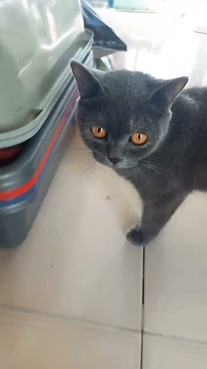 cat dmxuys skaixy sksysnakai skaia amkK