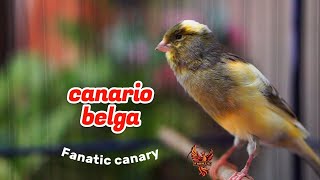 Canario Belga Cantando #206 Canto de Canário Belga para Esquentar Qualquer Canário Frio