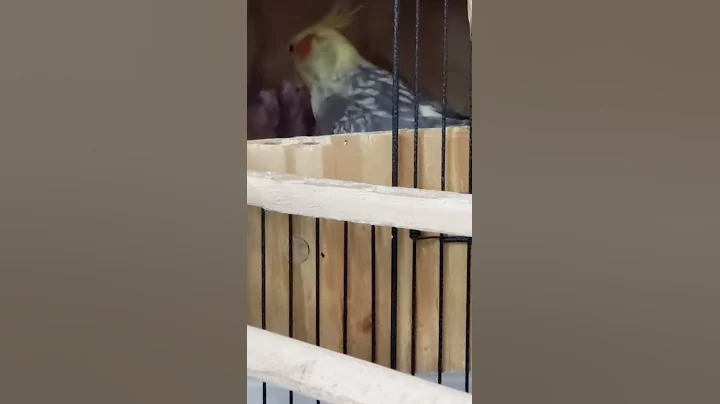 Cockatiel feeding her babies