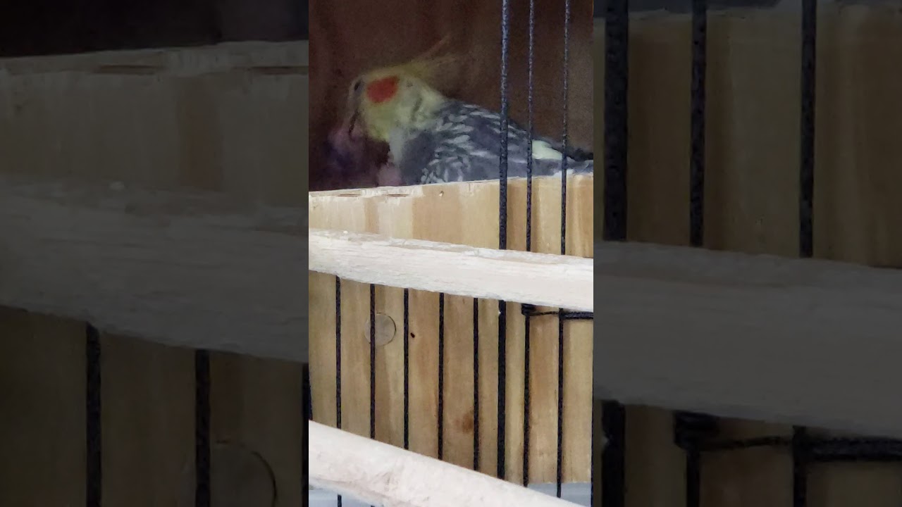 camera iphone 8 plus apk Cockatiel feeding her babies