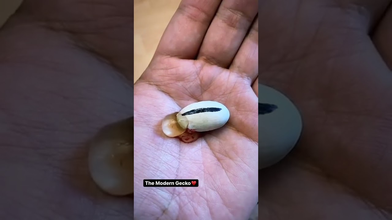 snake🐍 egg pop💥 