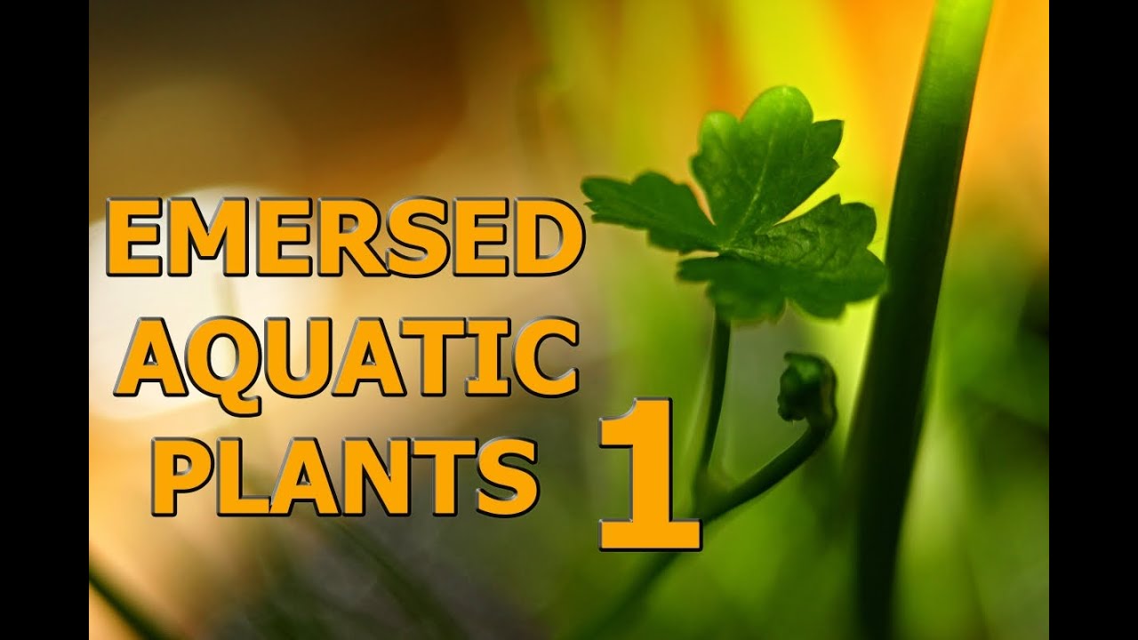 Emersed aquatic plants 1 [HD] YouTube