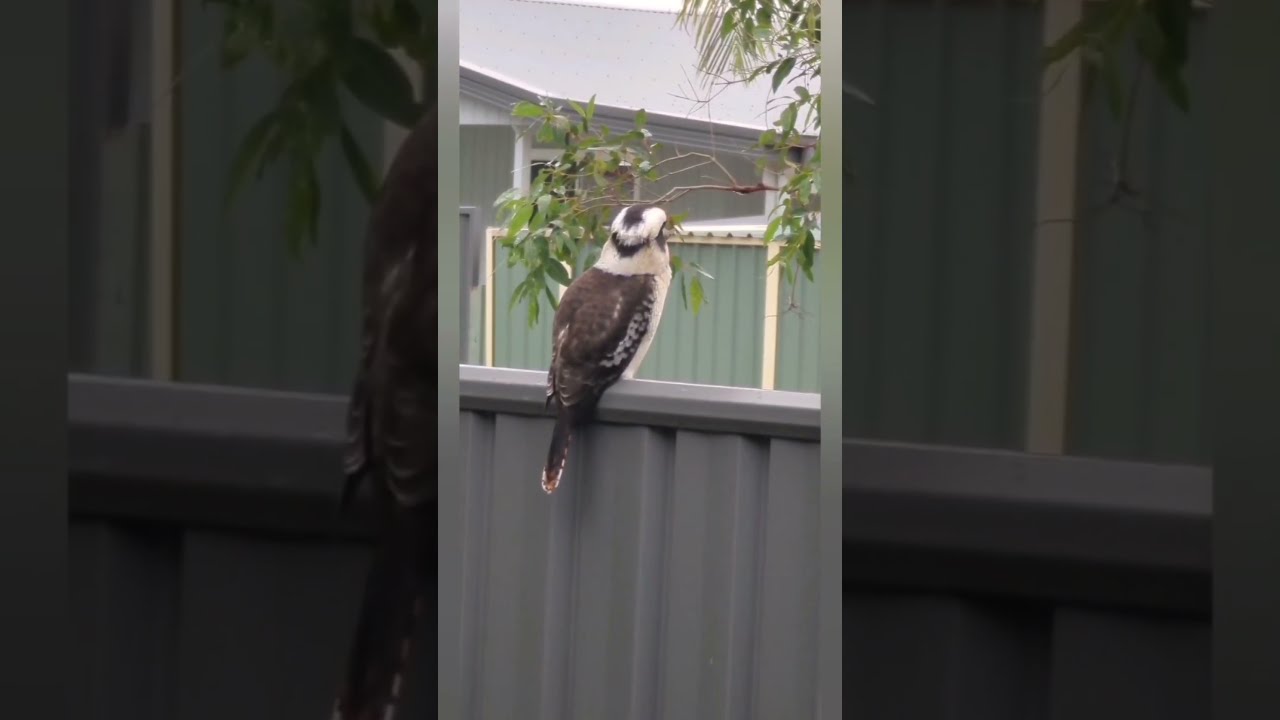 Only In Australia Ay Pelicans Echidna Kookaburra Kangaroo