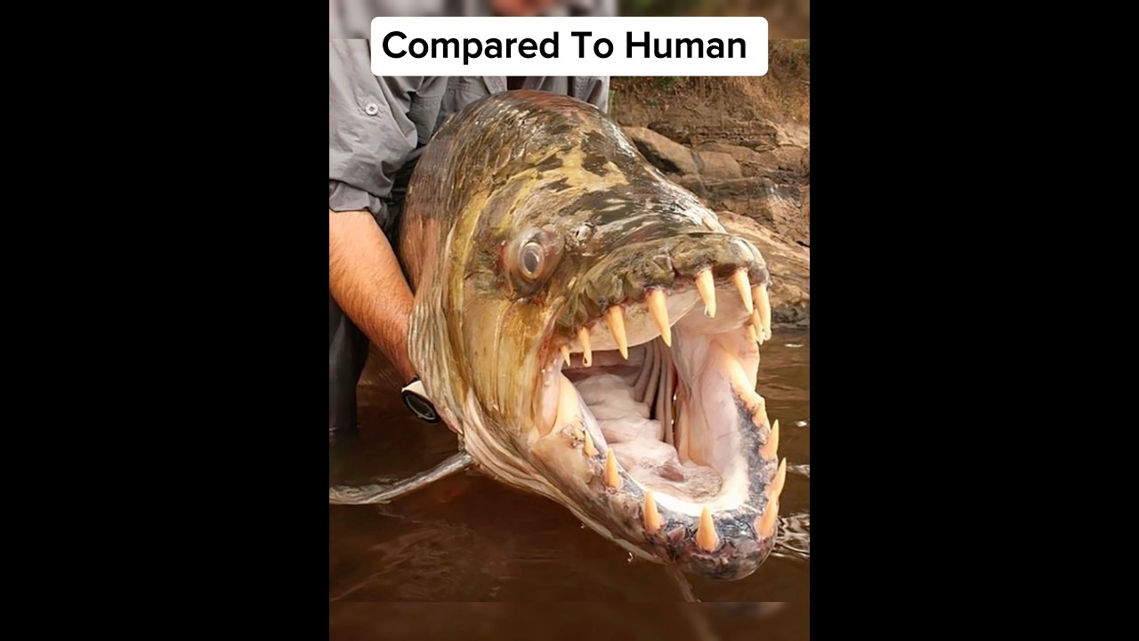 Животные, которые крупнее, чем вы думаете🤯 @BeyondWonders-7 