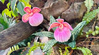 ABC TV | How To Make Lady Slipper Orchids With Pipe Cleaner -  Craft Tutorial