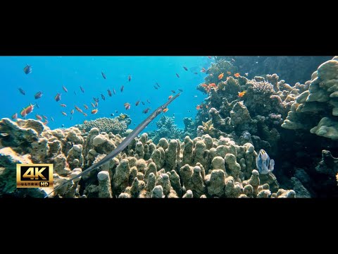 Discover Dahab Diving Into Egypt S Hidden Underwater Paradise