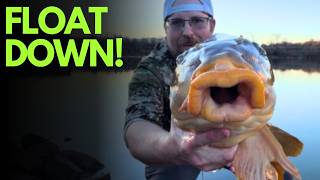 Float Down! 20lb Carp on Corn (Waggler Fishing)