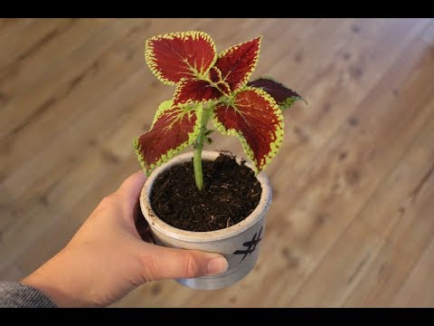 Video: Coleus: Zorg Voor Een Kleurrijke, Knappe Man