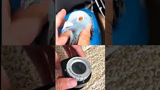Check Racing Pigeon Eye Sign 🔍 | Use This Special Lens Like a Pro!#PigeonEyeSign #RacingPigeons