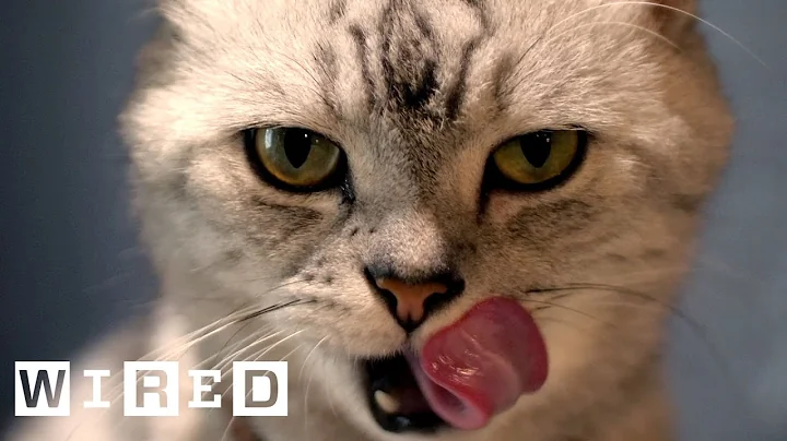 Cat Expert Explains Why Some Cats Eat Human Corpses | WIRED - DayDayNews