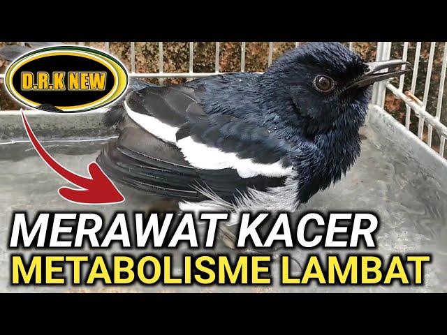 MERAWAT 2 EKOR KACER METABOLISME LAMBAT | DR KACER TERBARU class=