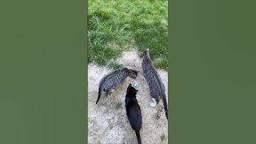 Pixie cool robot mouse cat toy 😎 #shorts