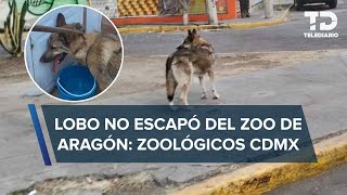 Lobo encontrado en calles de CdMx no escapó del Zoológico de Aragón, aseguran autoridades