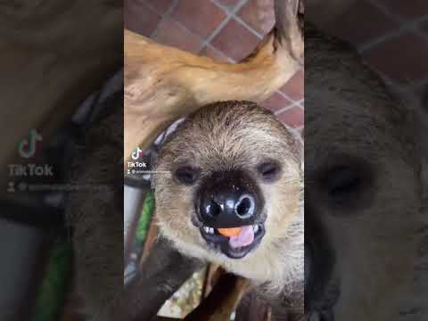 OmG I can Watch Flash Chew All Day Long