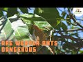 The amazing lives of Weaver ants in my Permaculture garden!