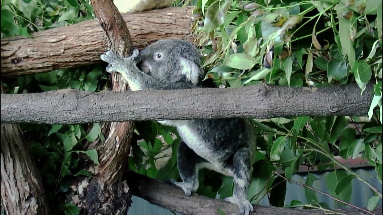 Australian Wildlife At Koala Gardens Kuranda Youtube